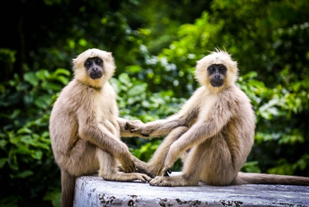Two grey langur monkeys holding hands sitting on wall with green forest background