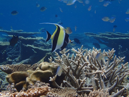 Fish in the Indian ocean with blue background