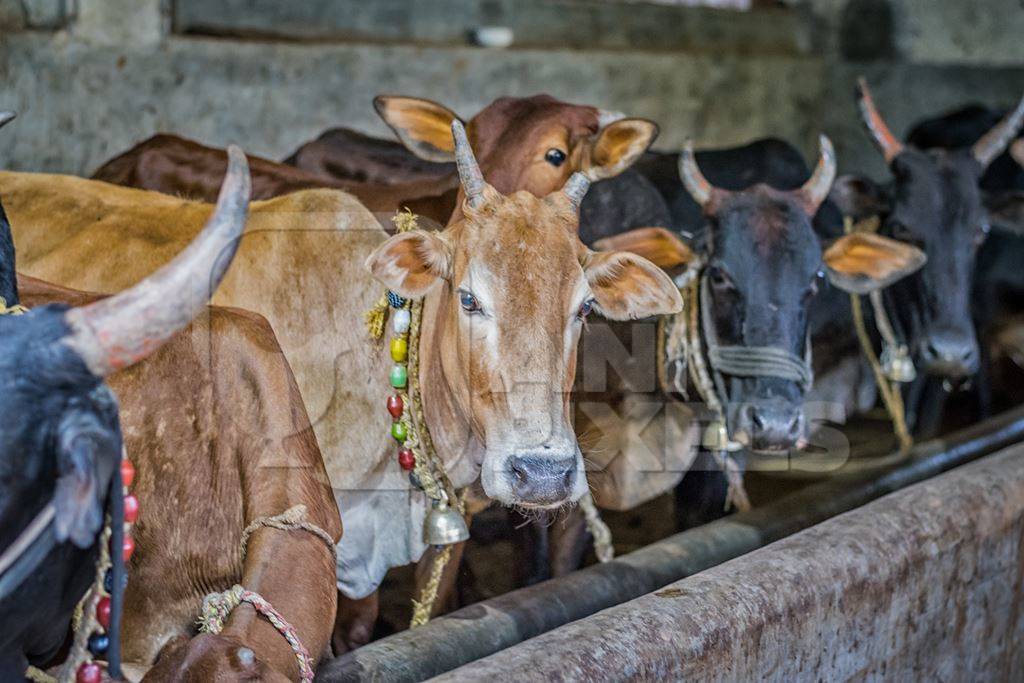 Dairy cows tied up in a barn in a dairy in rural village