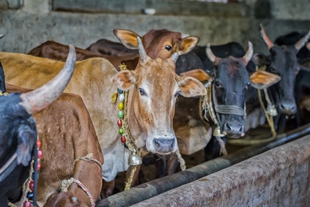 Dairy cows tied up in a barn in a dairy in rural village