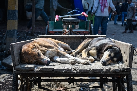 Indian street dogs or Indian stray pariah dogs sleeping on a cart at Ghazipur murga mandi, Ghazipur, Delhi, India, 2022