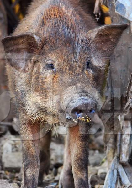 Feral brown pig or boar in slum area in the city