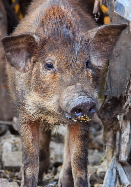 Feral brown pig or boar in slum area in the city