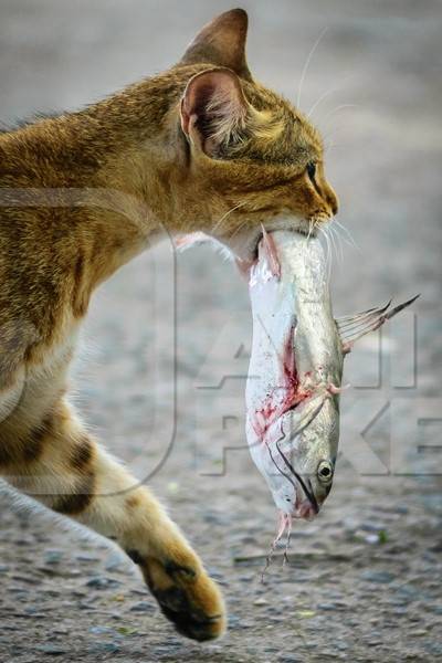 Street cat at Kochi fishing harbour in Kerala with fish in mouth