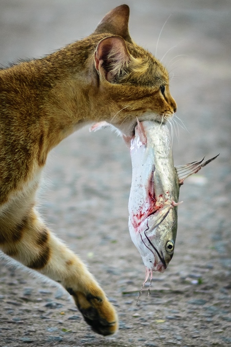 Street cat at Kochi fishing harbour in Kerala with fish in mouth