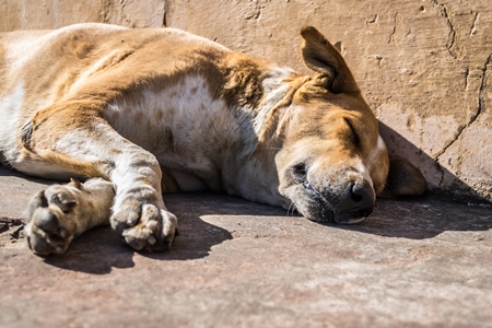 Stray street dog lying on road in Rajasthan in India