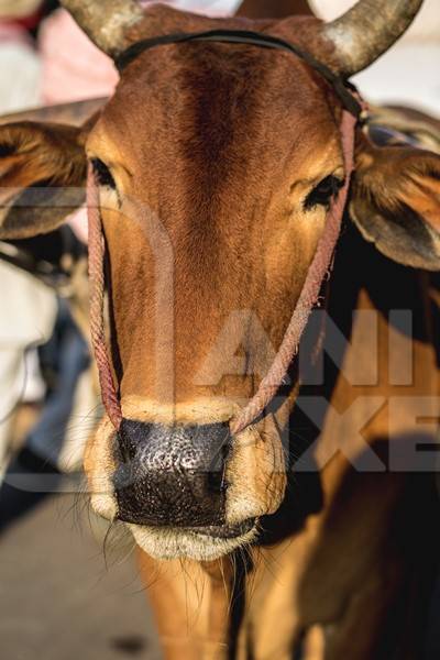 Close up of face of brown working bullock pulling carton city road in Bikaner