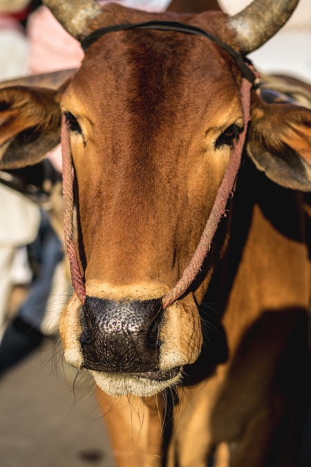 Close up of face of brown working bullock pulling carton city road in Bikaner