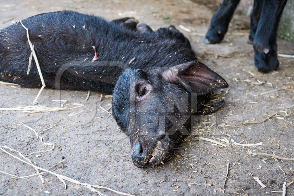 Dead Indian buffalo calf lying on the ground on an urban dairy farm or tabela, Aarey milk colony, Mumbai, India, 2023