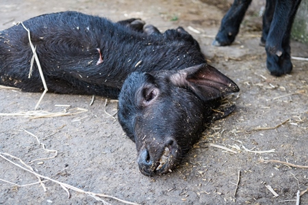 Dead Indian buffalo calf lying on the ground on an urban dairy farm or tabela, Aarey milk colony, Mumbai, India, 2023