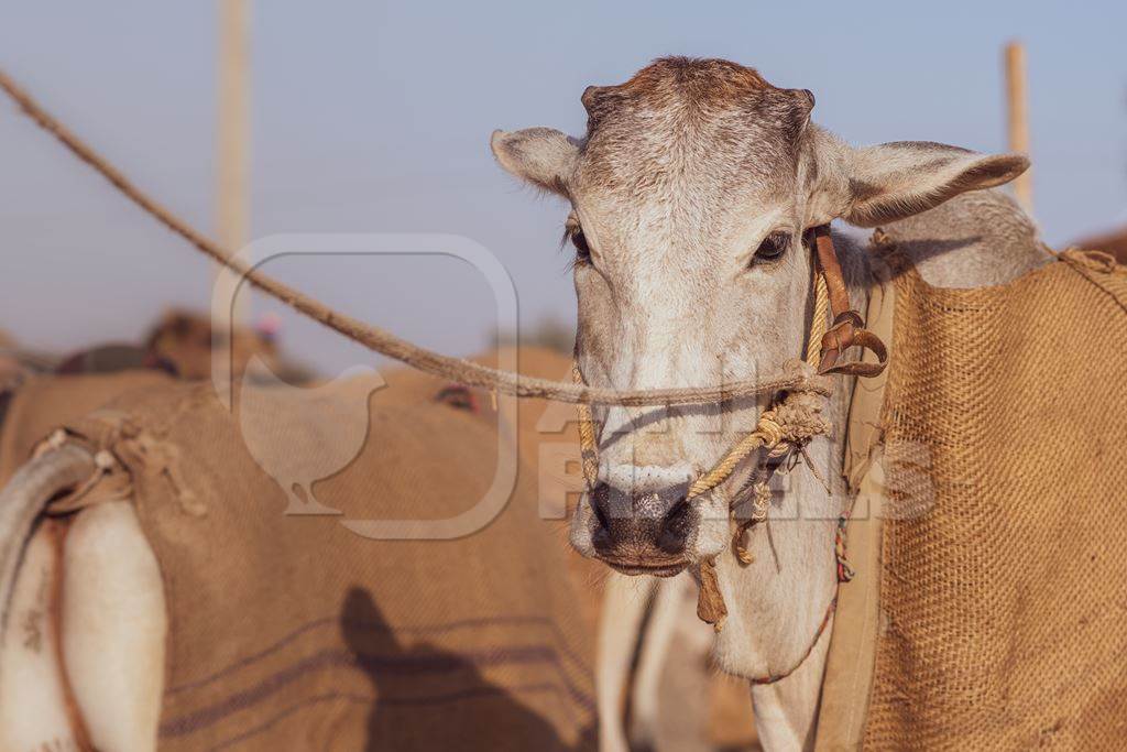 Indian cows or bullocks tied up with nose ropes and wearing blankets at Nagaur Cattle Fair, Nagaur, Rajasthan, India, 2022