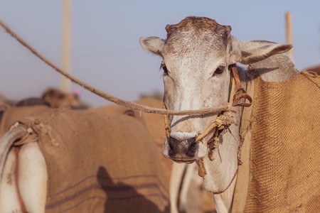 Indian cows or bullocks tied up with nose ropes and wearing blankets at Nagaur Cattle Fair, Nagaur, Rajasthan, India, 2022