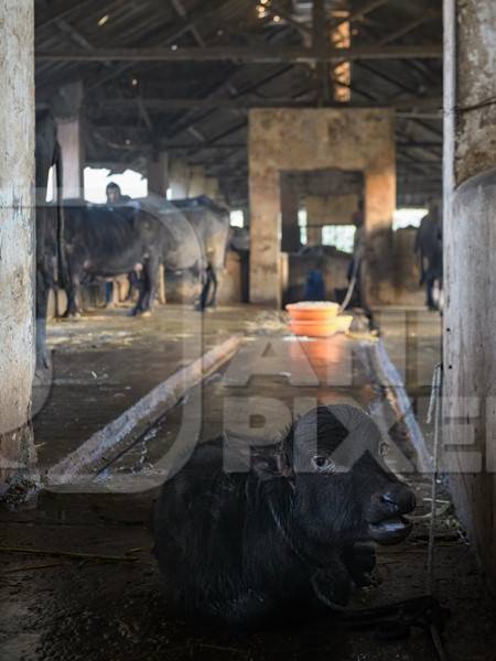 Farmed Indian buffalo calf tied up inside a large concrete shed on an urban dairy farm or tabela, Aarey milk colony, Mumbai, India, 2023