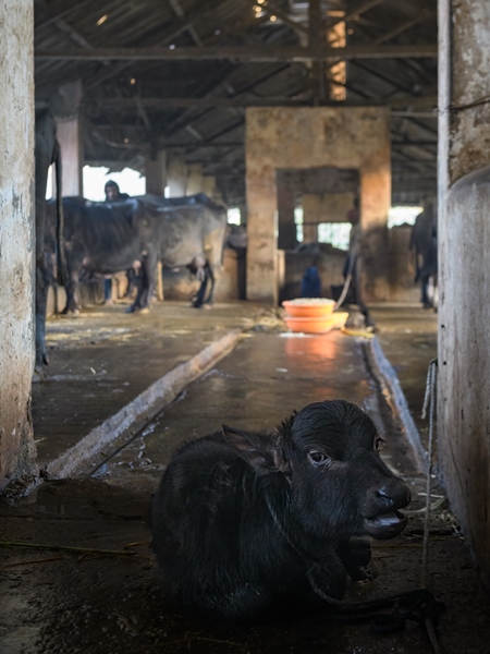 Farmed Indian buffalo calf tied up inside a large concrete shed on an urban dairy farm or tabela, Aarey milk colony, Mumbai, India, 2023