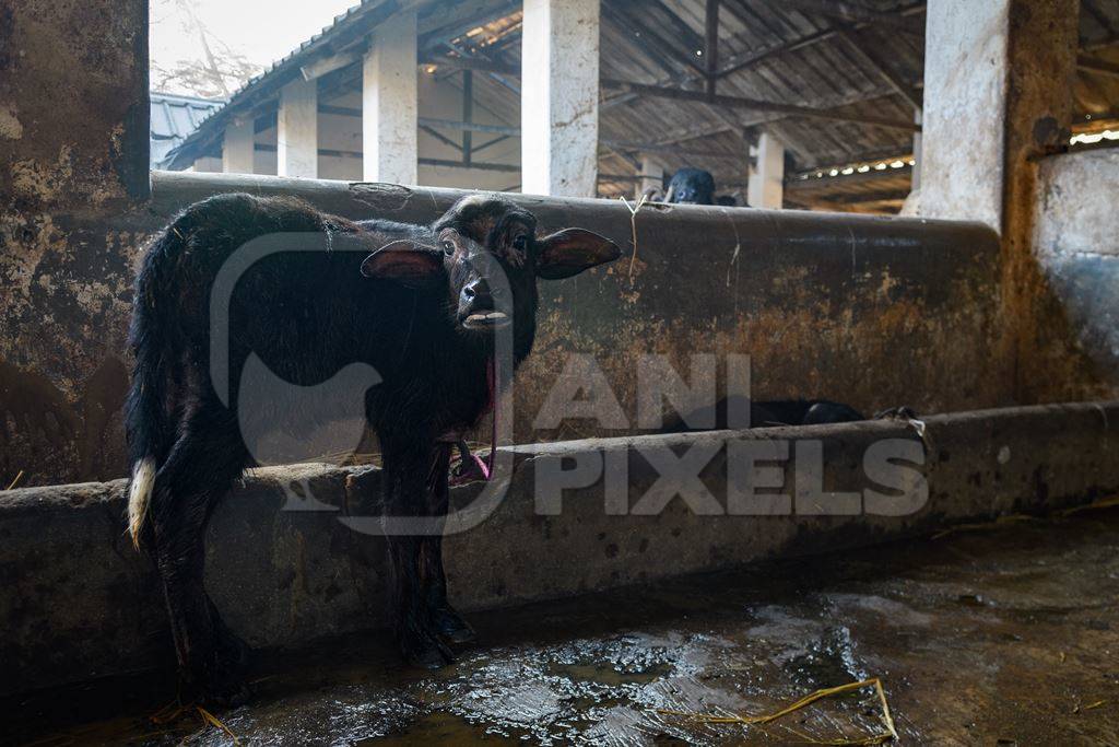 Farmed Indian buffalo calf tied up inside a large concrete shed on an urban dairy farm or tabela, Aarey milk colony, Mumbai, India, 2023