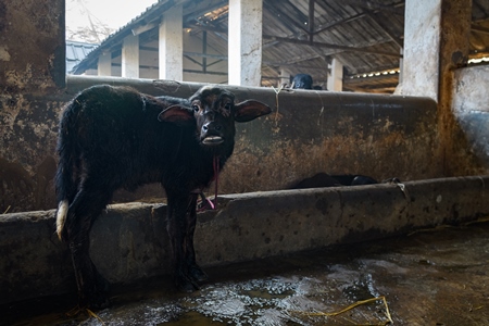 Farmed Indian buffalo calf tied up inside a large concrete shed on an urban dairy farm or tabela, Aarey milk colony, Mumbai, India, 2023