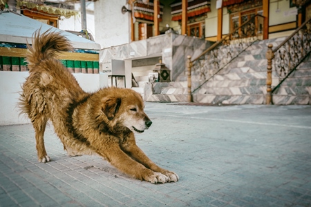 Fluffy stray dog at a monastery in Ladakh, in the Himalayan mountains