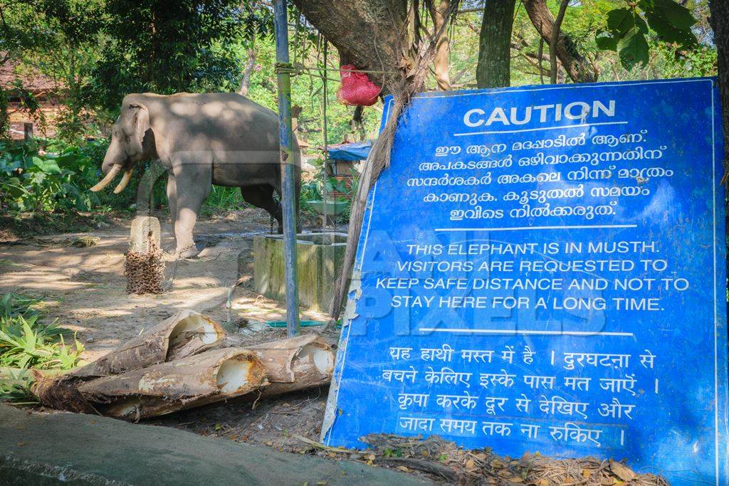 Captive elephant in Musth kept in chains at an elephant camp in Guruvayur in Kerala to be used for temples and religious festivals