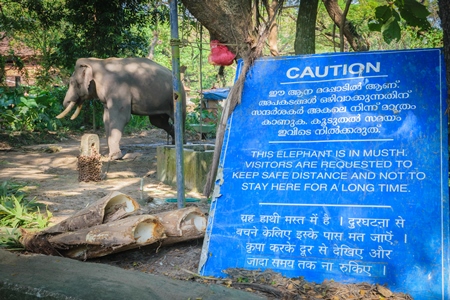 Captive elephant in Musth kept in chains at an elephant camp in Guruvayur in Kerala to be used for temples and religious festivals