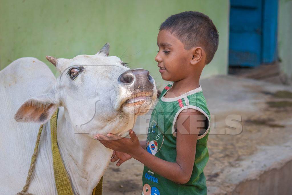 Boy stroking cow in village in rural Bihar with green wall background