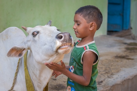 Boy stroking cow in village in rural Bihar with green wall background