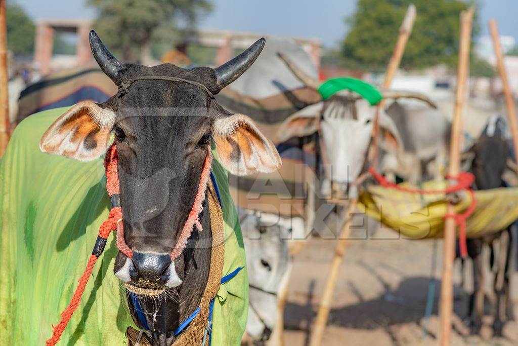 Indian cows or bullocks tied up with nose ropes and wearing blankets at Nagaur Cattle Fair, Nagaur, Rajasthan, India, 2022