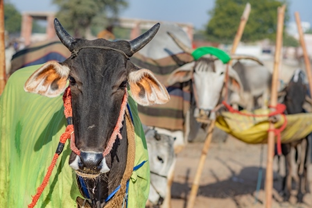 Indian cows or bullocks tied up with nose ropes and wearing blankets at Nagaur Cattle Fair, Nagaur, Rajasthan, India, 2022