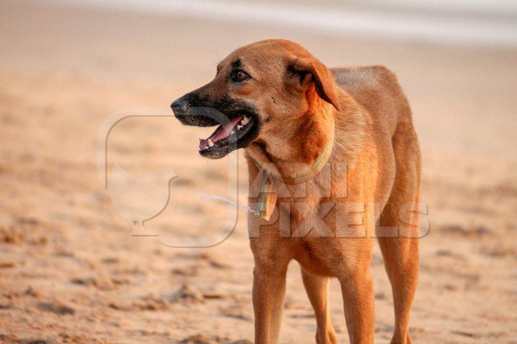 Orange stray dog on beach in Goa