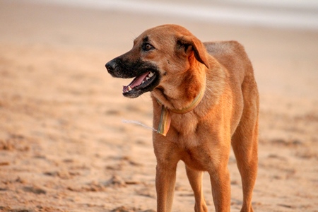 Orange stray dog on beach in Goa