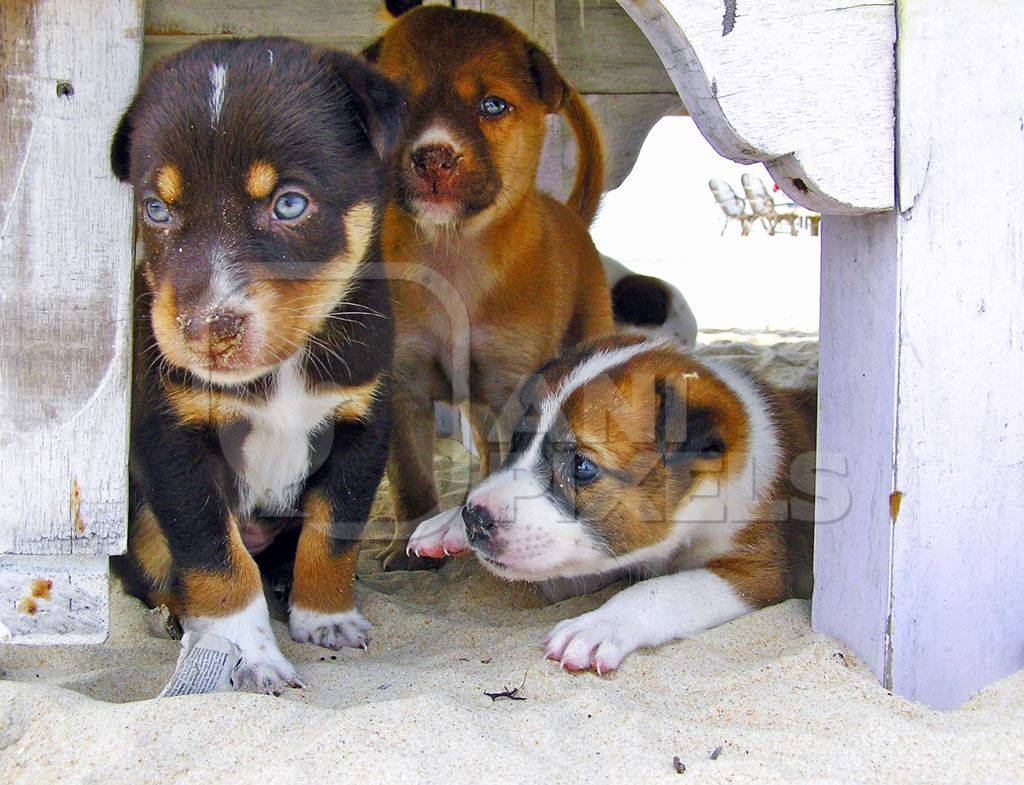 Litter of three cute street puppies on beach