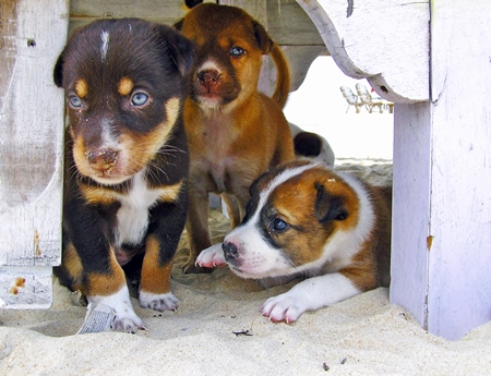 Litter of three cute street puppies on beach