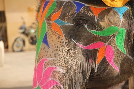 Close up of face of painted and decorated elephant used for tourist rides