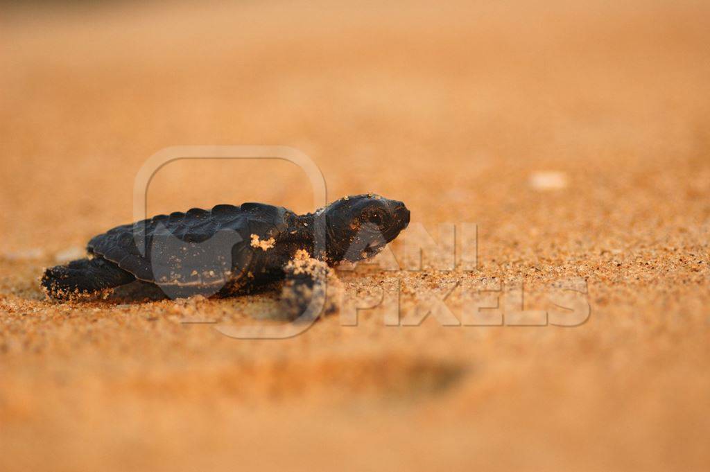Baby olive ridley turtle on orange sandy beach