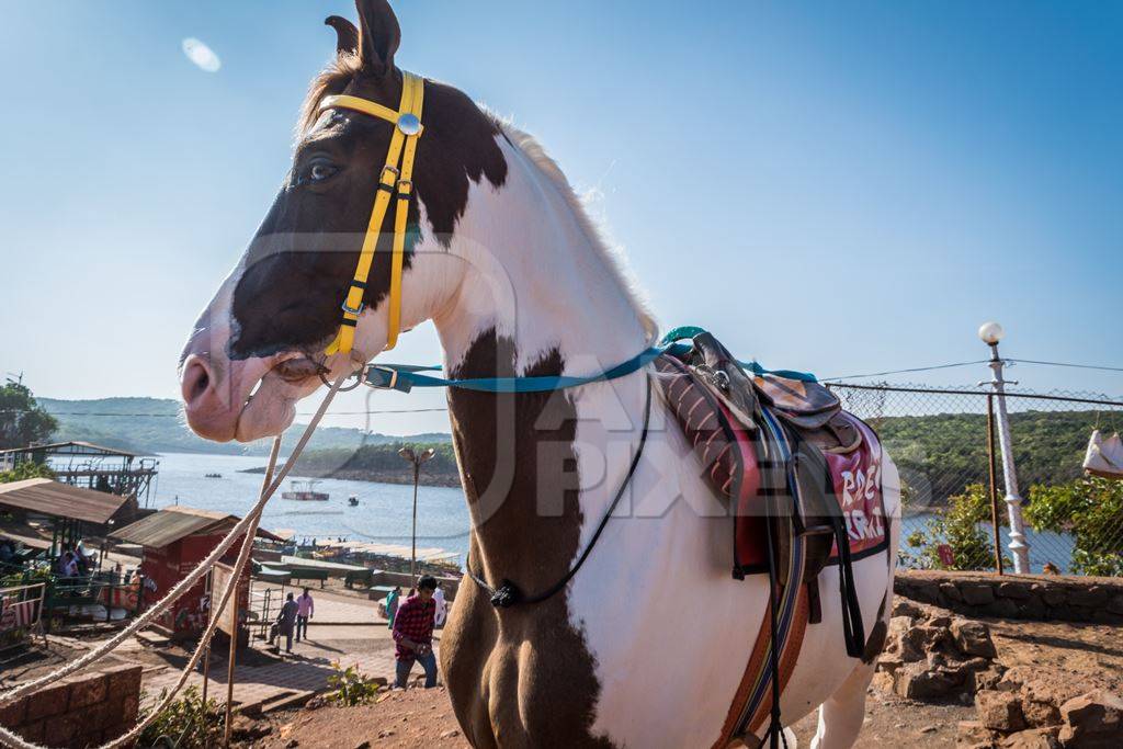Brown and white horse in bridle and saddle used for tourist joy rides tied up