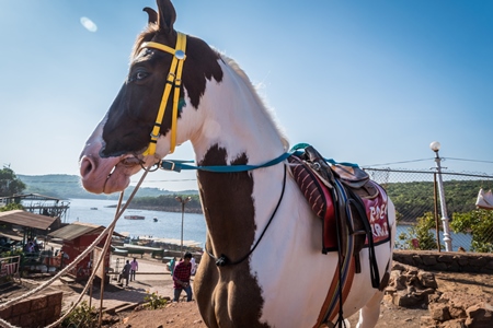 Brown and white horse in bridle and saddle used for tourist joy rides tied up