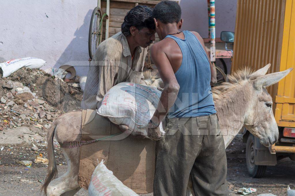 Two men loading working donkeys used for animal labour to carry heavy sacks of cement in an urban city in Maharashtra in India
