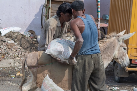 Two men loading working donkeys used for animal labour to carry heavy sacks of cement in an urban city in Maharashtra in India