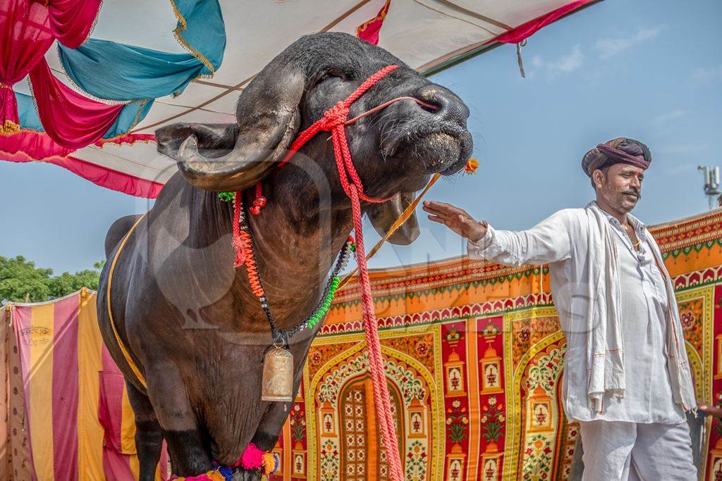 Large jaffarabadi buffalo bull exhibited at Pushkar camel fair with orange background