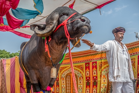 Large jaffarabadi buffalo bull exhibited at Pushkar camel fair with orange background