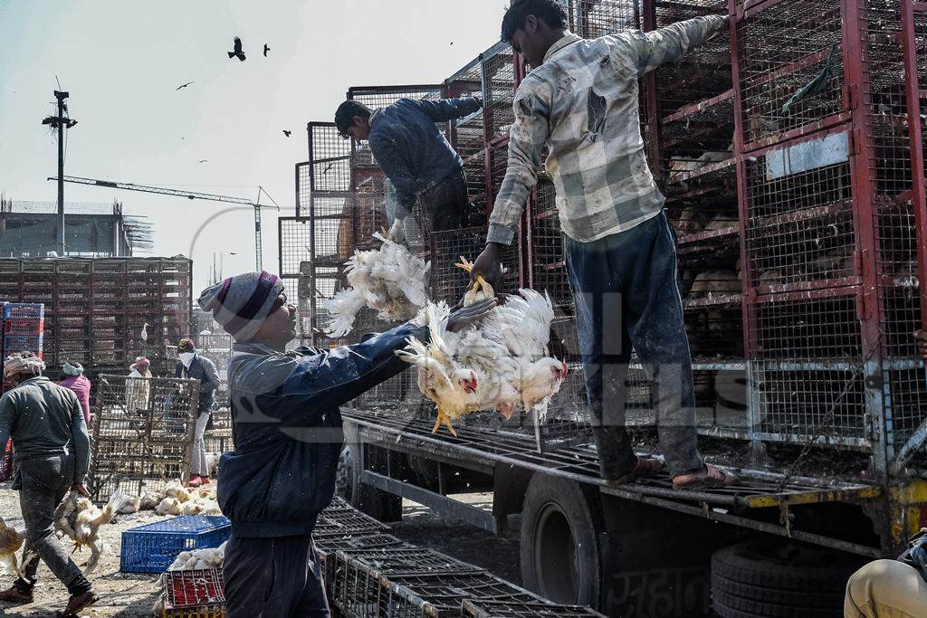 Workers unload and handle Indian broiler chickens from trucks at Ghazipur murga mandi, Ghazipur, Delhi, India, 2022
