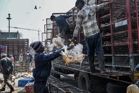 Workers unload and handle Indian broiler chickens from trucks at Ghazipur murga mandi, Ghazipur, Delhi, India, 2022