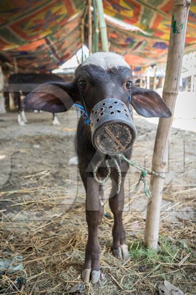 Small baby buffalo calf with mouthblock on to prevent calf suckling