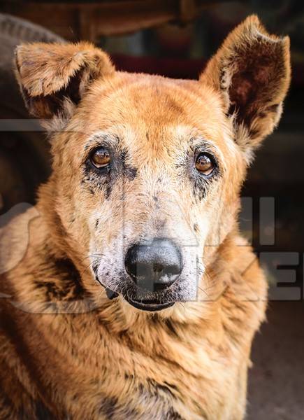 Close up of face old brown street dog with grey muzzle and V-shaped notch in ear to indicate sterilisation