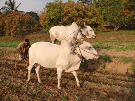 Two bullocks ploughing a field with man