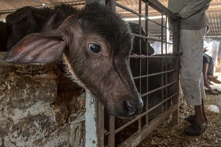 Small buffalo calf kept away from mother and tied up in a very dark and dirty buffalo shed at an urban dairy in a city in Maharashtra