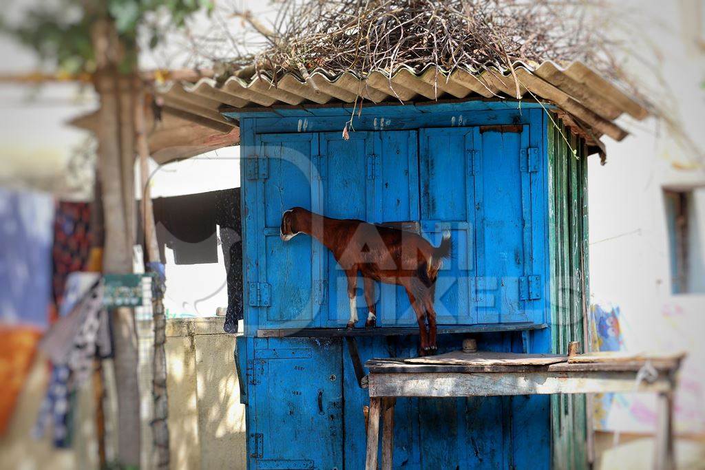 Goat standing in front of blue hut in rural village