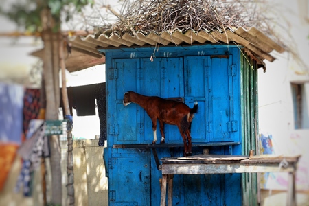 Goat standing in front of blue hut in rural village
