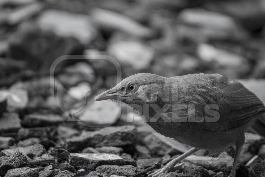 Jungle babbler in black and white