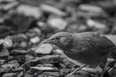 Jungle babbler in black and white