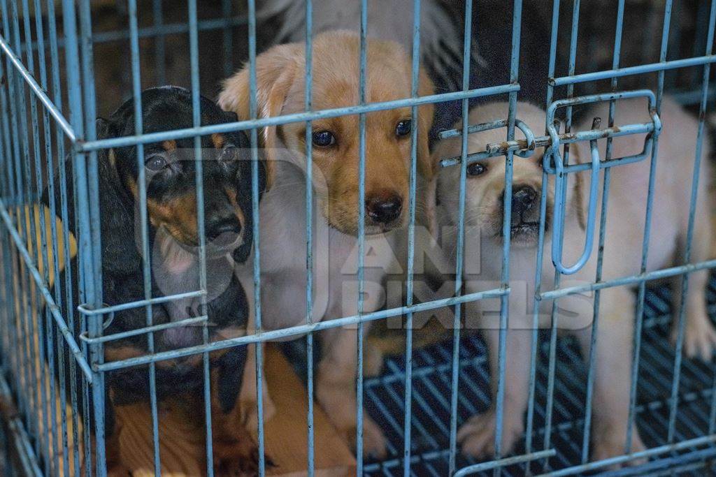 Pedigree breed puppies kept in the dark in cage on sale at Crawford pet market